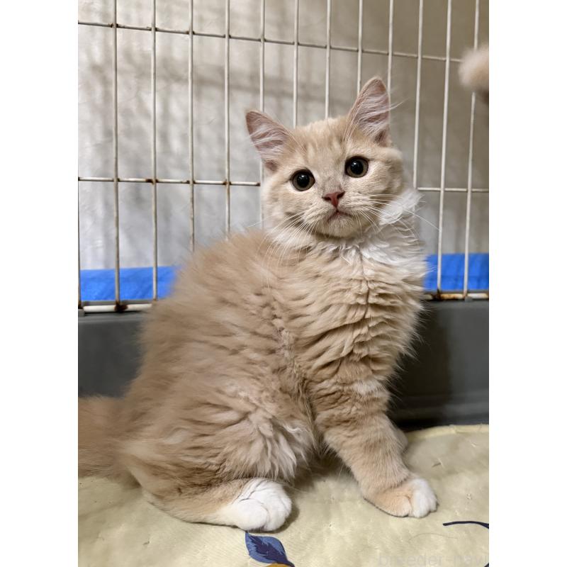 販売中の埼玉県のスコティッシュフォールド-124872の36枚目