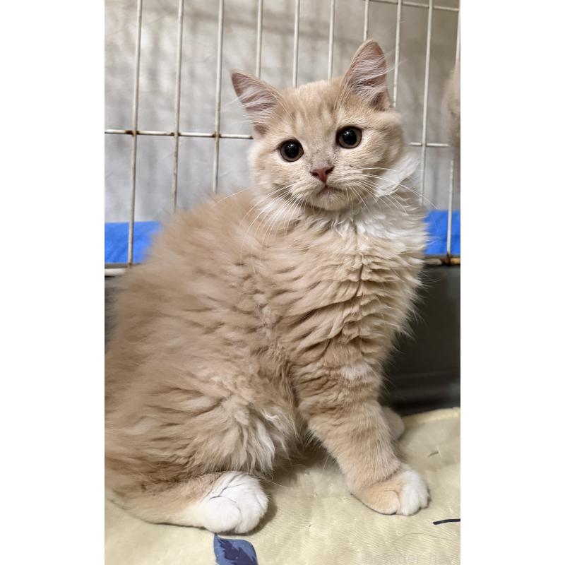 販売中の埼玉県のスコティッシュフォールド-124872の35枚目