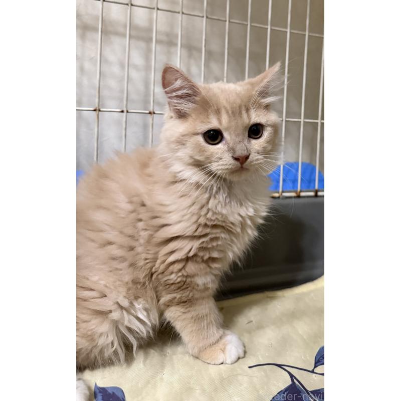 販売中の埼玉県のスコティッシュフォールド-124872の34枚目