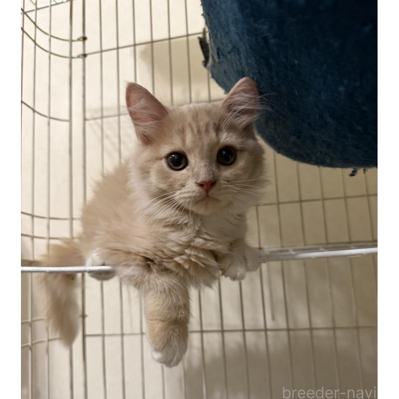 販売中の埼玉県のスコティッシュフォールド-124872の33枚目