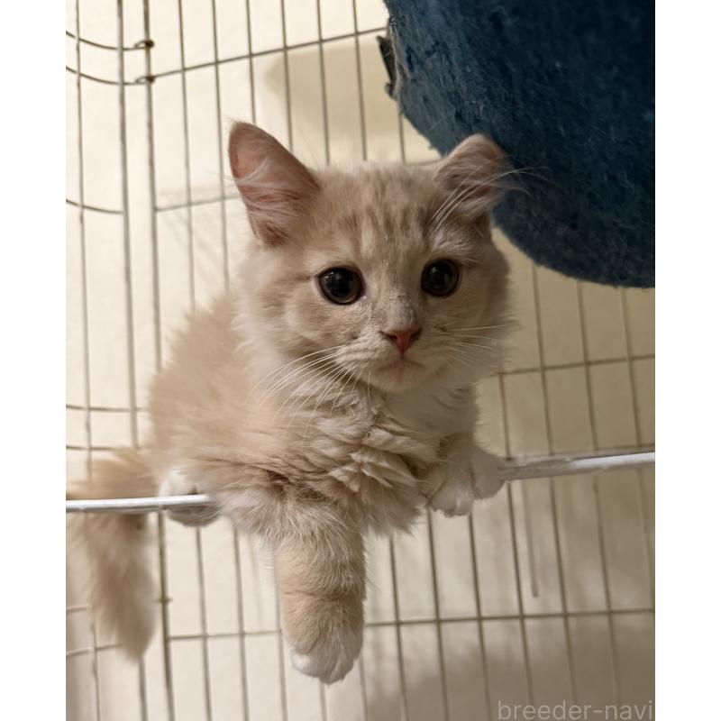 販売中の埼玉県のスコティッシュフォールド-124872の32枚目