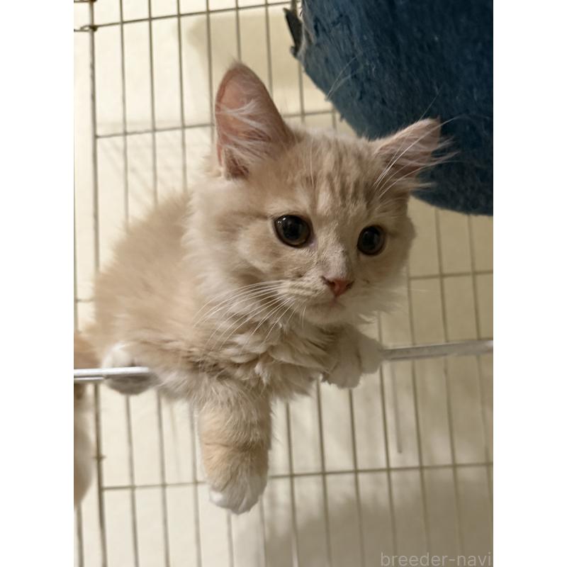 販売中の埼玉県のスコティッシュフォールド-124872の31枚目