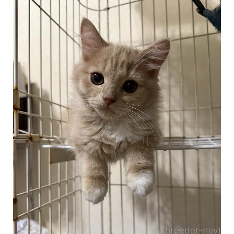 販売中の埼玉県のスコティッシュフォールド-124872の30枚目