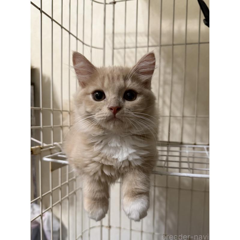 販売中の埼玉県のスコティッシュフォールド-124872