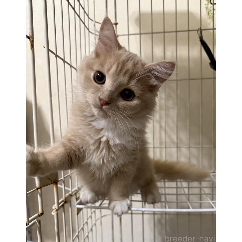 販売中の埼玉県のスコティッシュフォールド-124872の28枚目