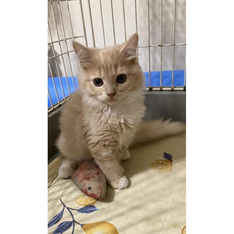 販売中の埼玉県のスコティッシュフォールド-124872の26枚目