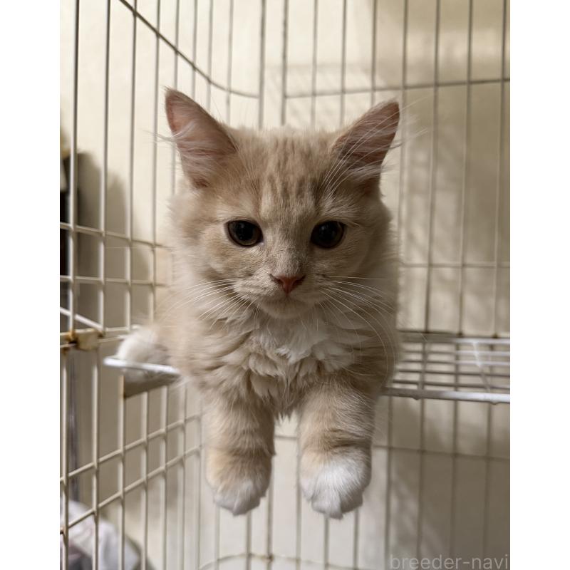 販売中の埼玉県のスコティッシュフォールド-124872の25枚目