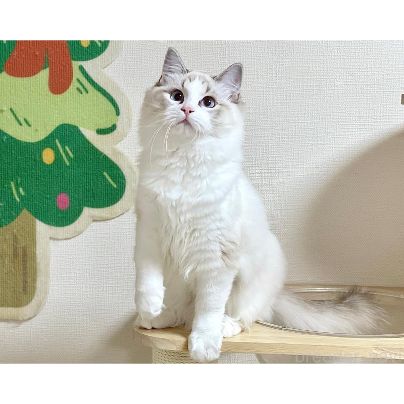 販売中の山梨県のラグドール-119960の2枚目