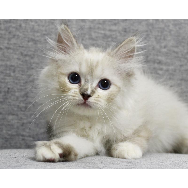 販売中の山梨県のラグドール-129973の2枚目