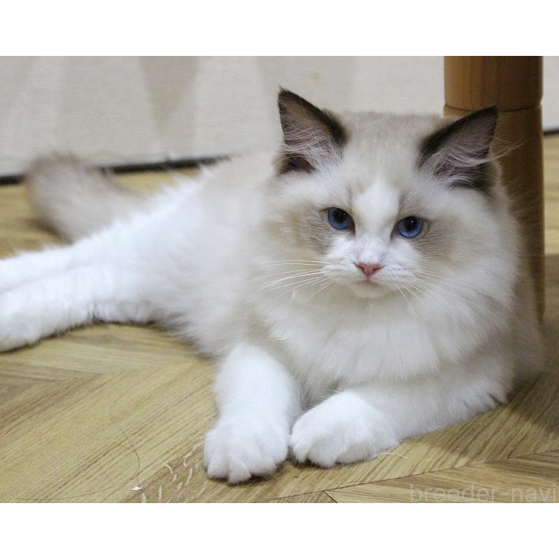 販売中の山梨県のラグドール-124577の4枚目