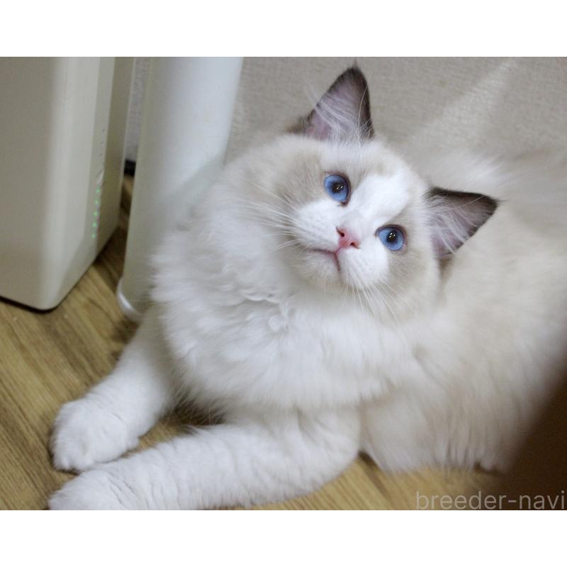 販売中の山梨県のラグドール-124577の3枚目