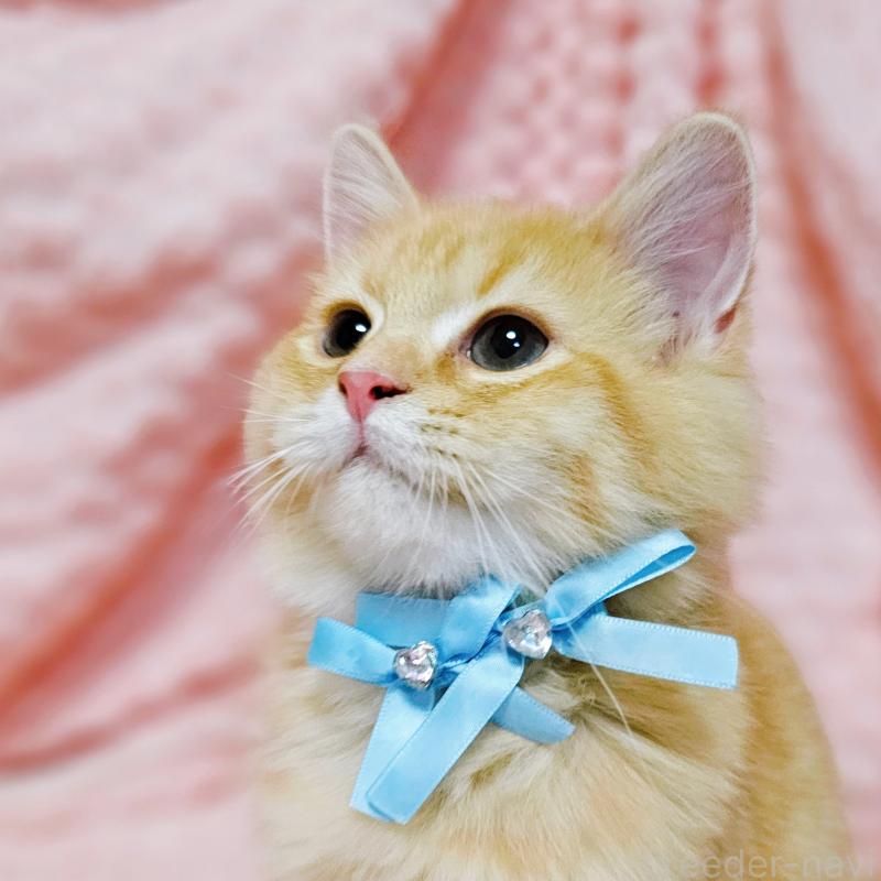 販売中の茨城県のミヌエット-130238