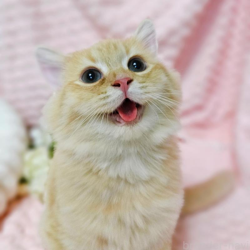 販売中の茨城県のミヌエット-130238の19枚目