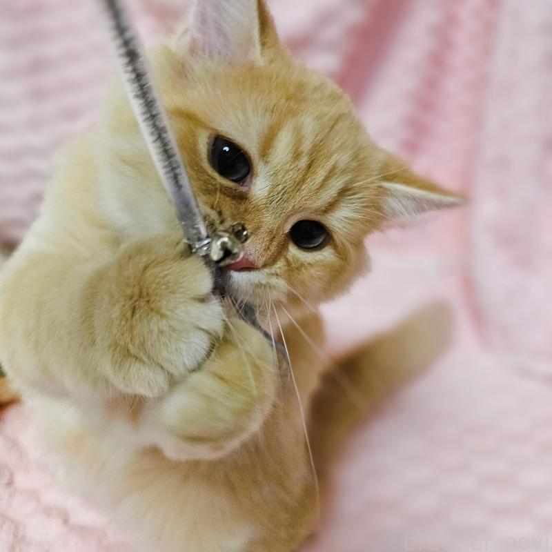 販売中の茨城県のミヌエット-130238の18枚目