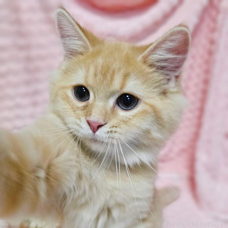 販売中の茨城県のミヌエット-130238の17枚目