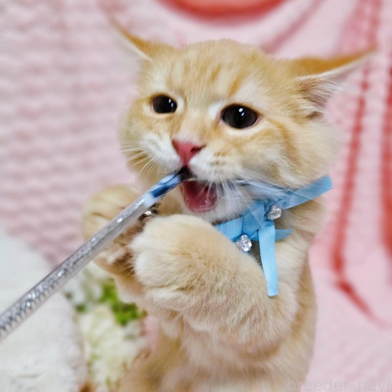 販売中の茨城県のミヌエット-130238の16枚目