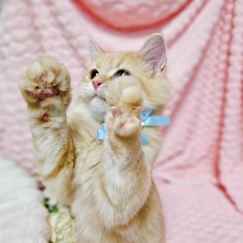 販売中の茨城県のミヌエット-130238の15枚目