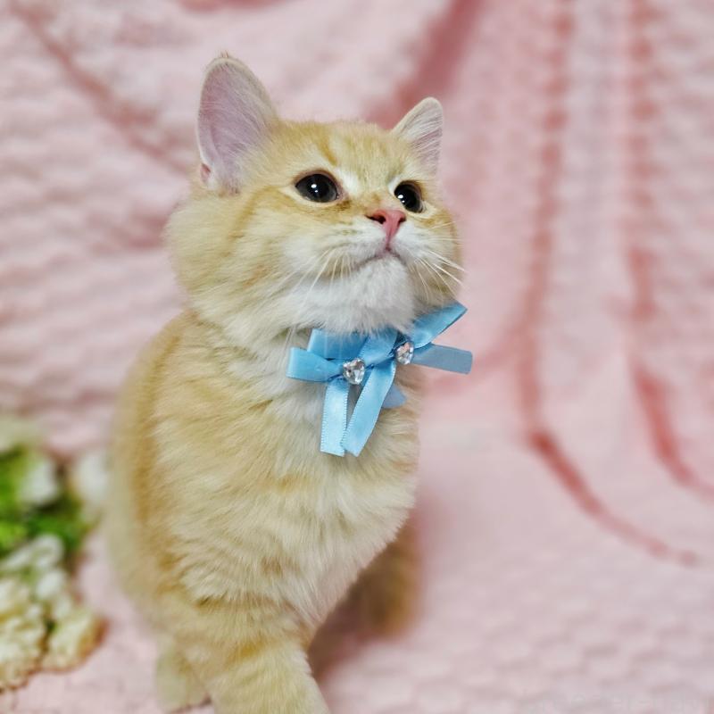 販売中の茨城県のミヌエット-130238の13枚目