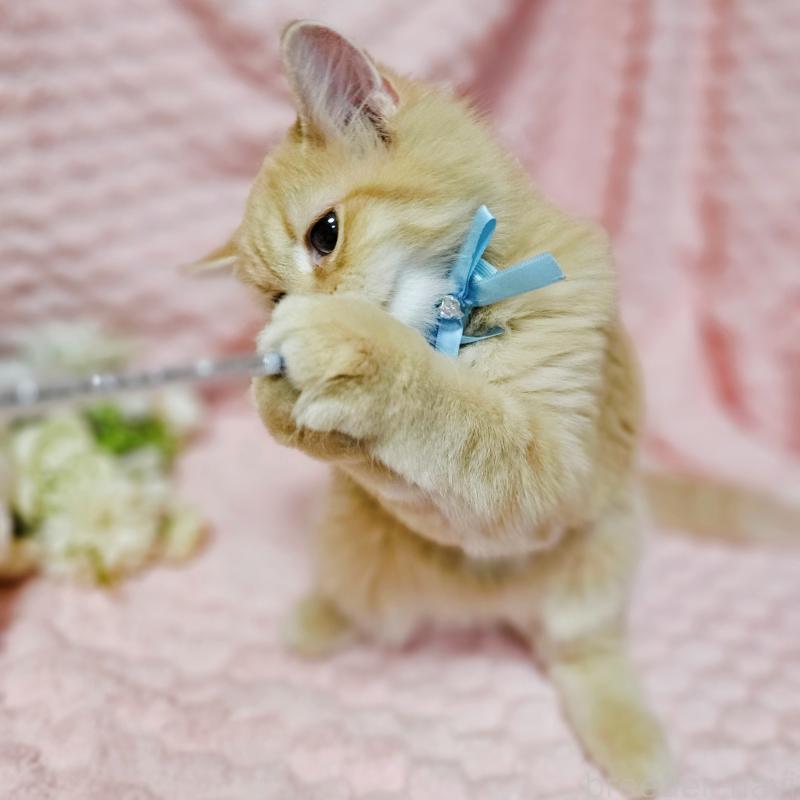 販売中の茨城県のミヌエット-130238の12枚目