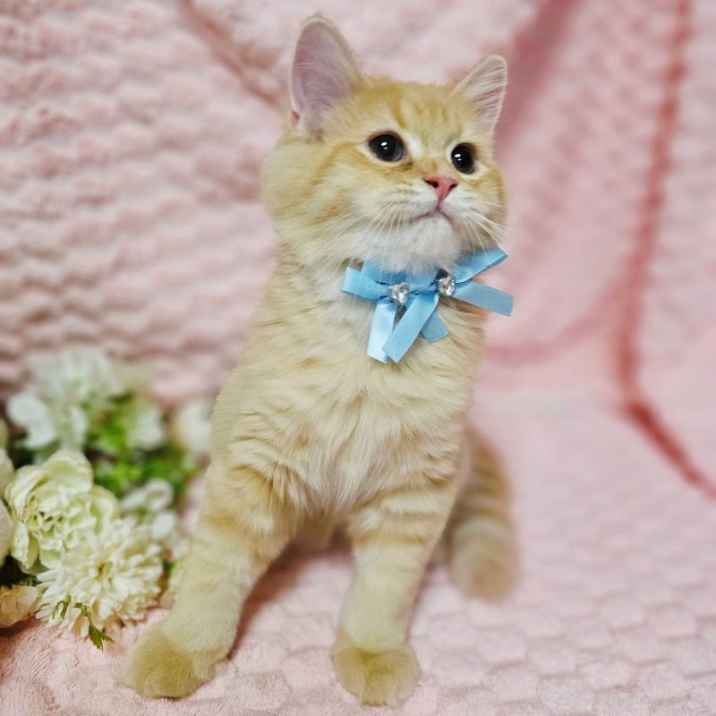 販売中の茨城県のミヌエット-130238の11枚目