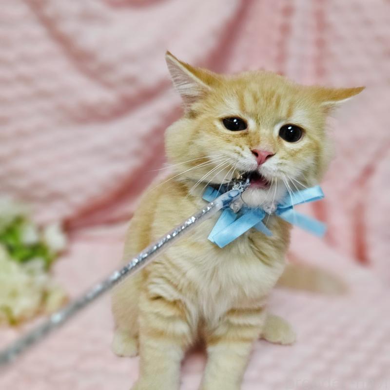 販売中の茨城県のミヌエット-130238の10枚目