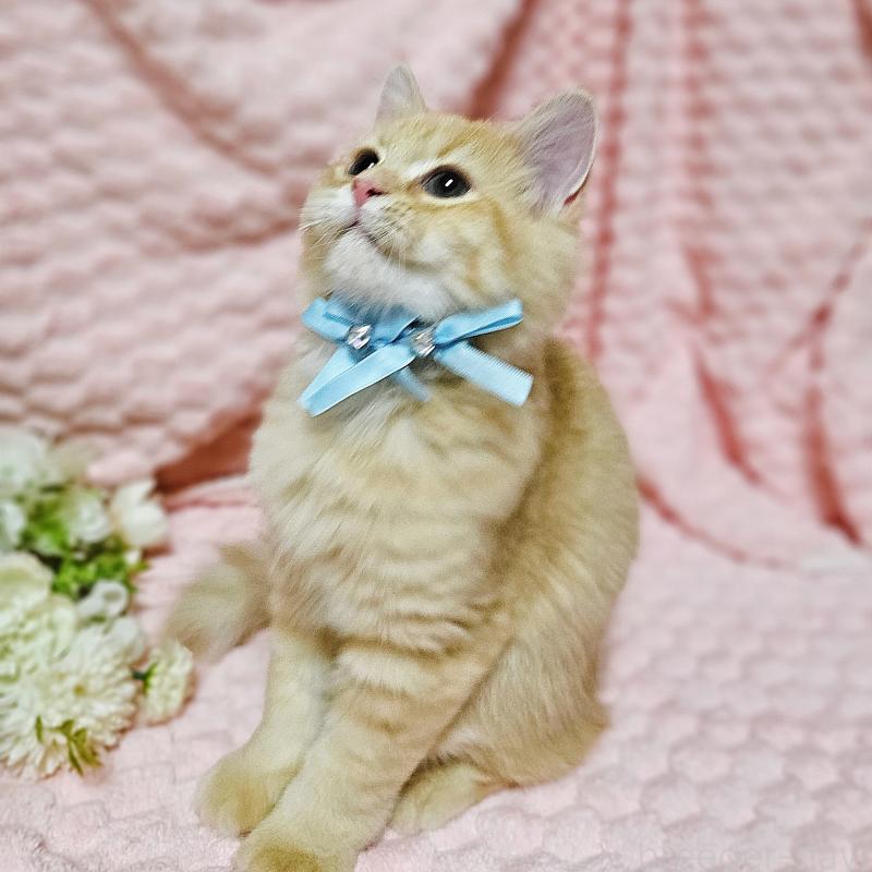 販売中の茨城県のミヌエット-130238の9枚目