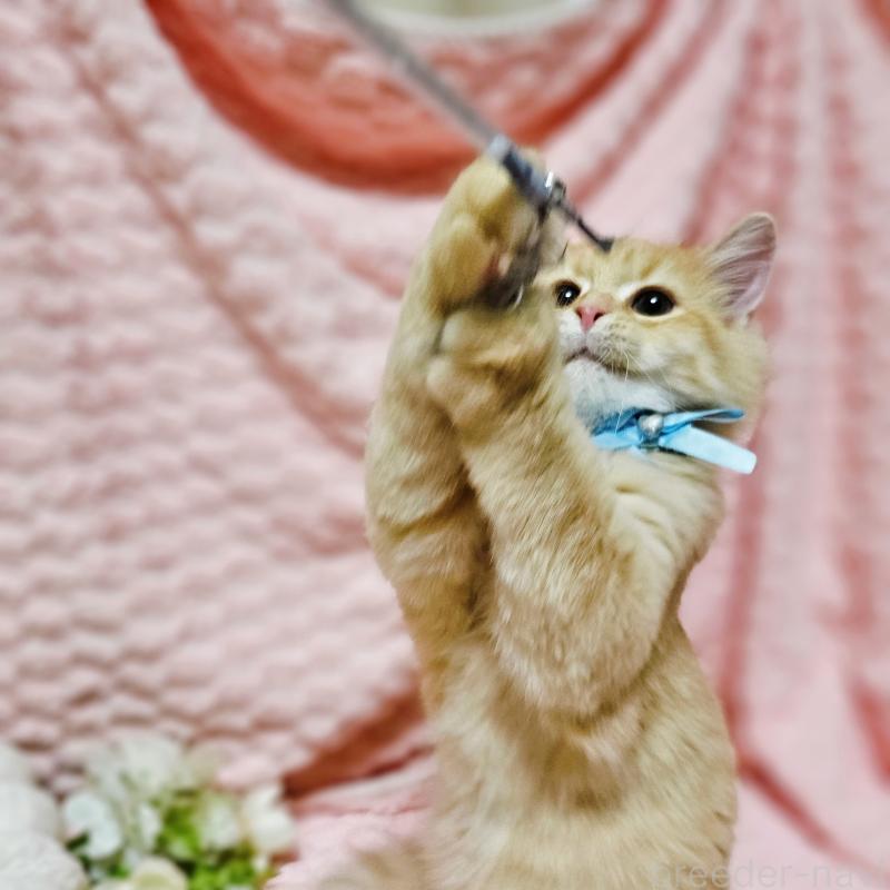 販売中の茨城県のミヌエット-130238の8枚目