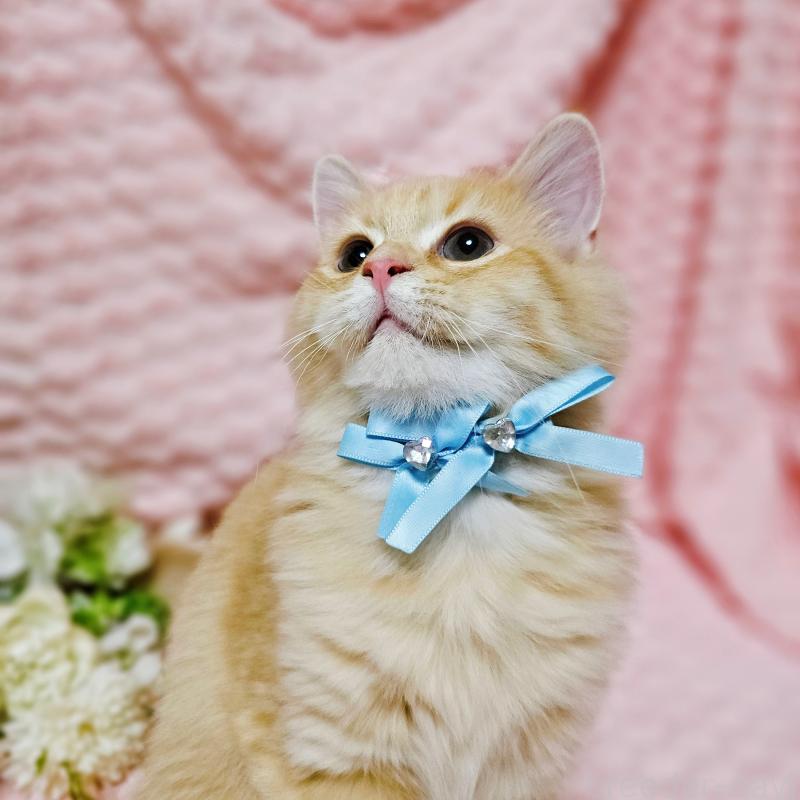 販売中の茨城県のミヌエット-130238の7枚目