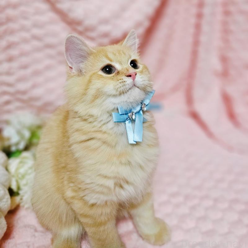 販売中の茨城県のミヌエット-130238の6枚目