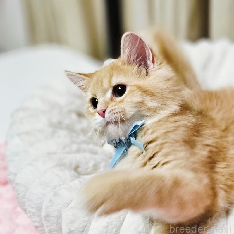 販売中の茨城県のミヌエット-130238の5枚目