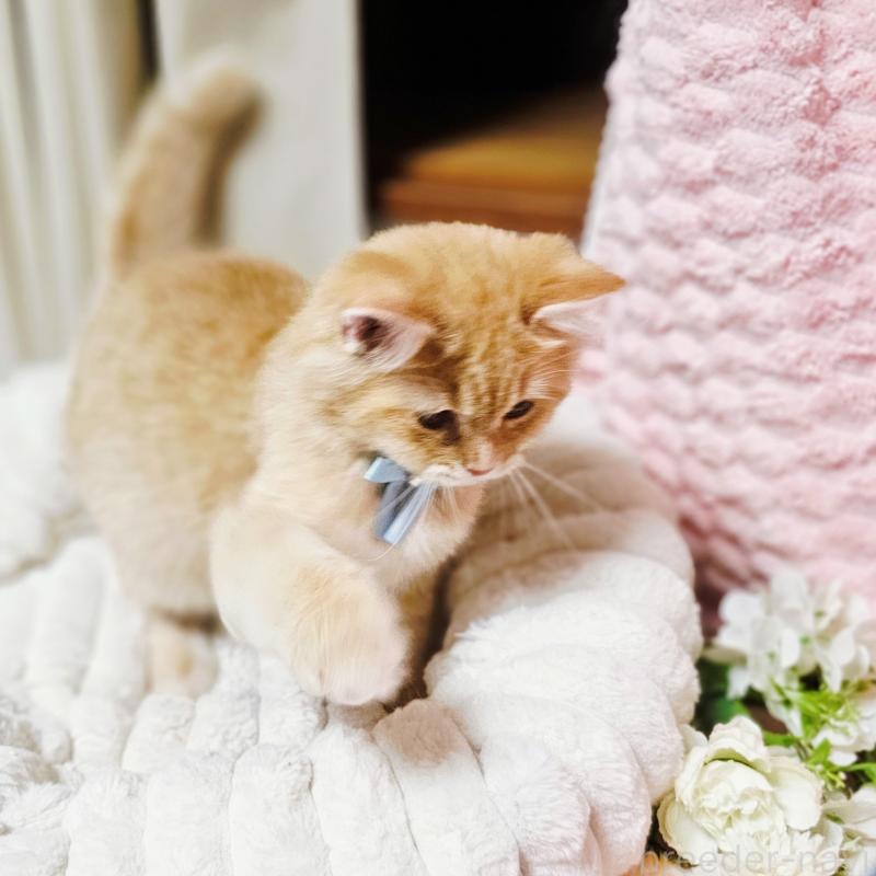 販売中の茨城県のミヌエット-130238の4枚目