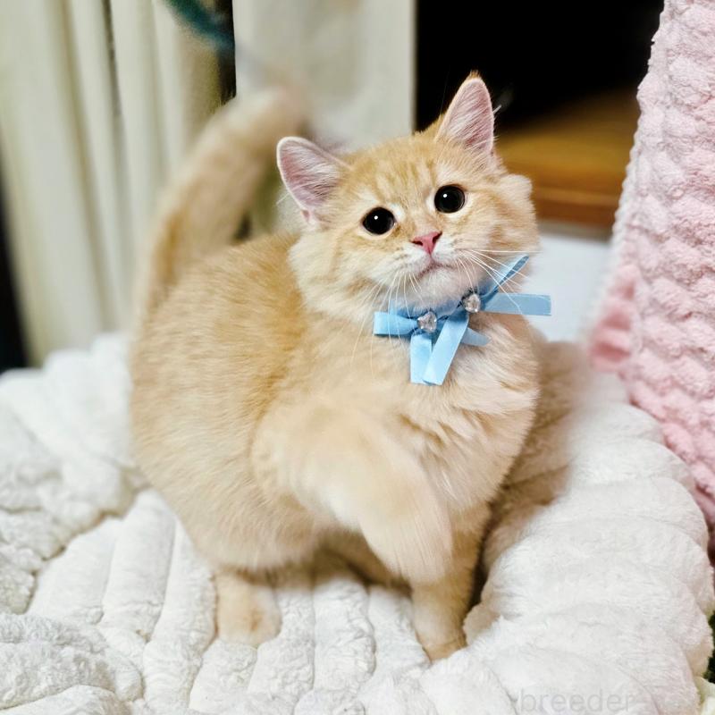 販売中の茨城県のミヌエット-130238の3枚目