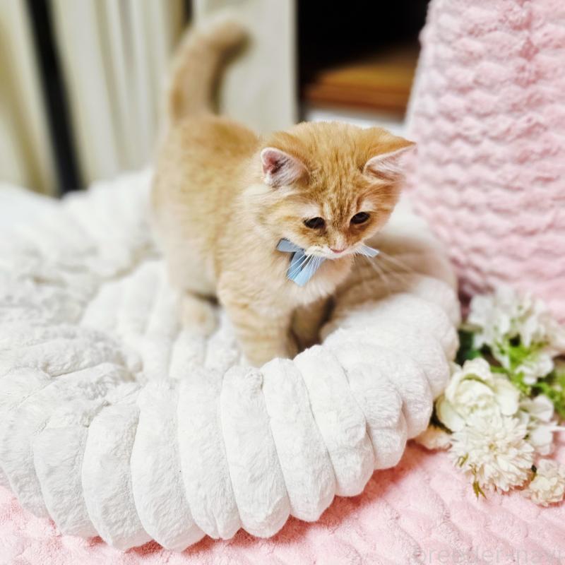 販売中の茨城県のミヌエット-130238の2枚目