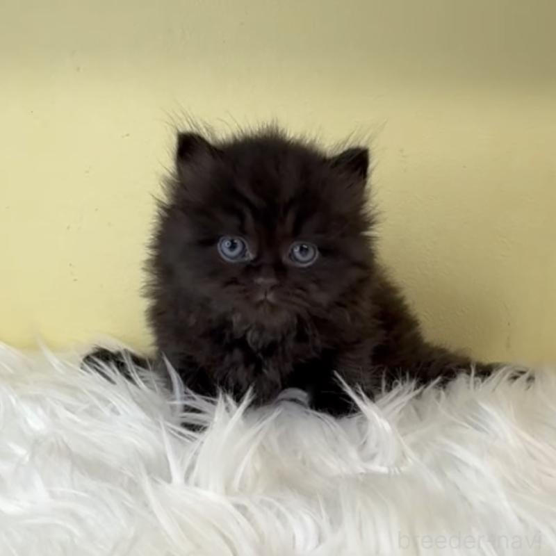 販売中の埼玉県のサイベリアン-129927の2枚目