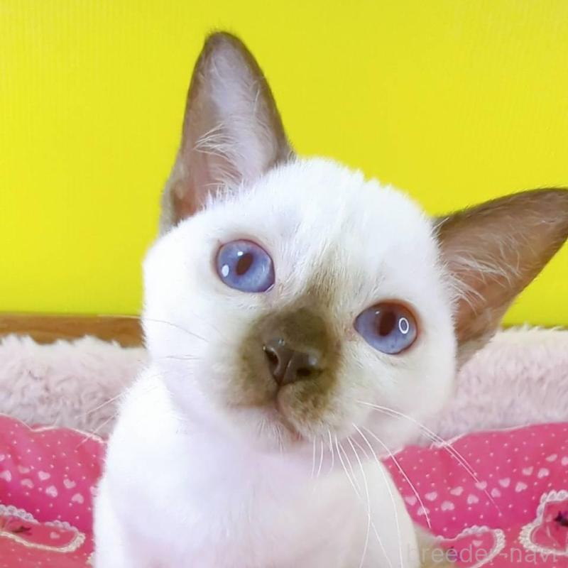 販売中の埼玉県のトンキニーズ-130246