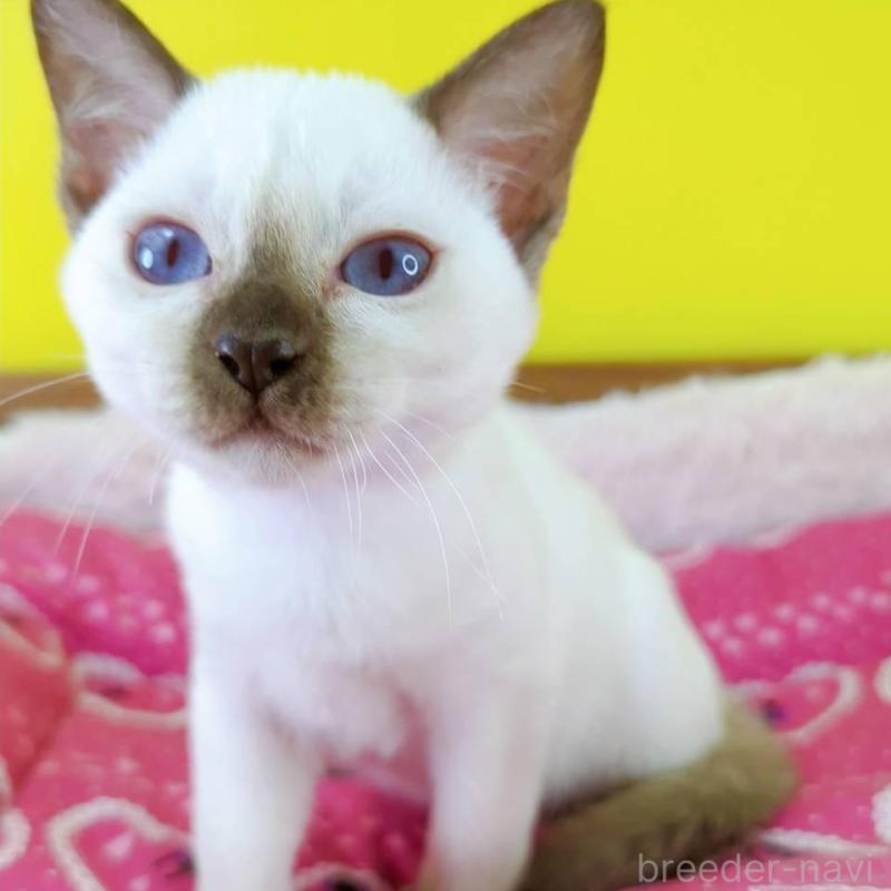 販売中の埼玉県のトンキニーズ-130246の5枚目