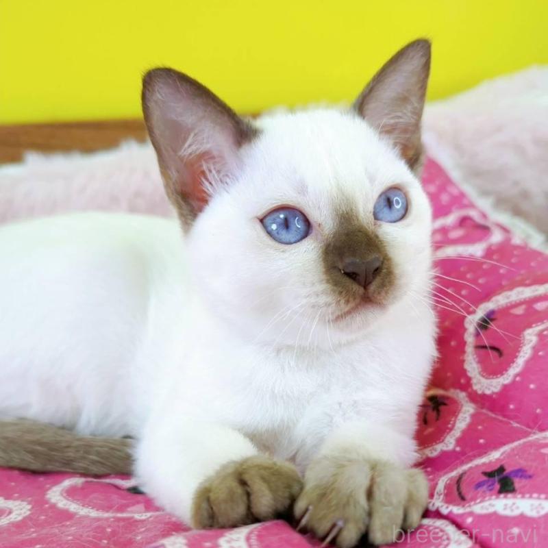 販売中の埼玉県のトンキニーズ-130246の4枚目