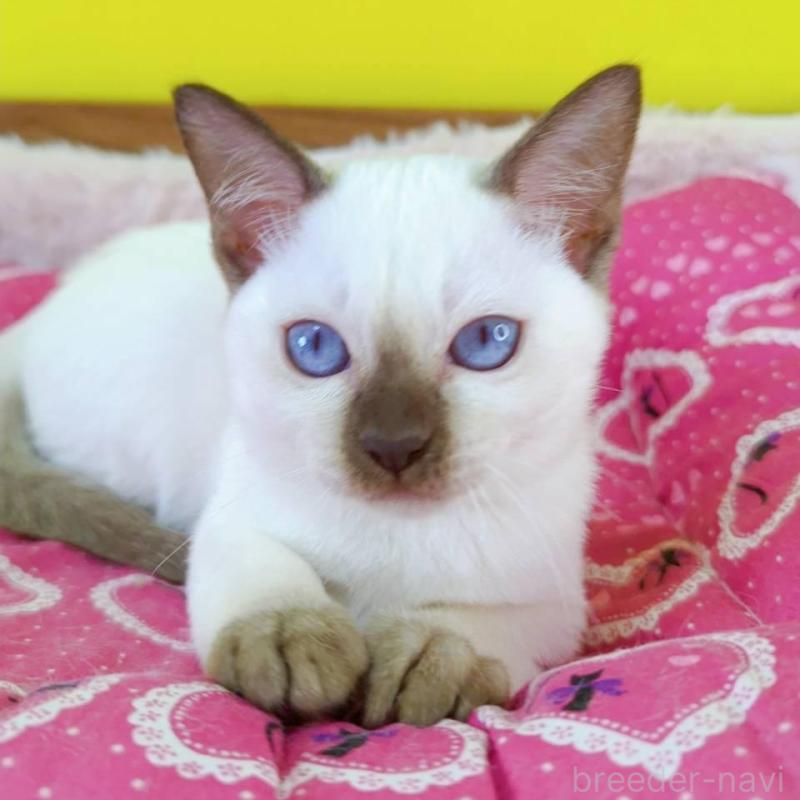 販売中の埼玉県のトンキニーズ-130246の3枚目