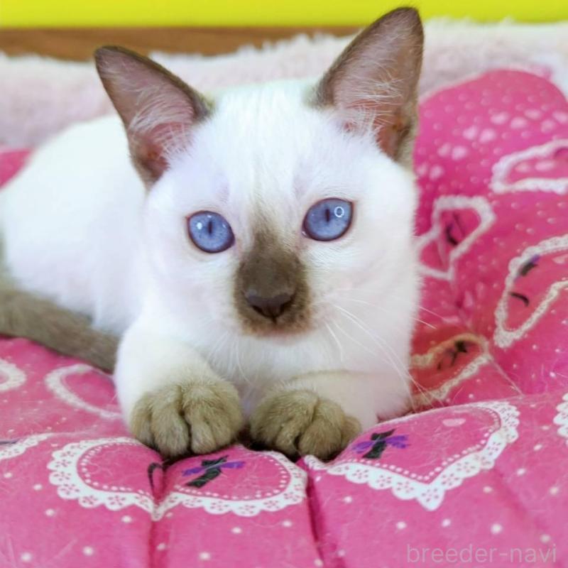 販売中の埼玉県のトンキニーズ-130246の2枚目