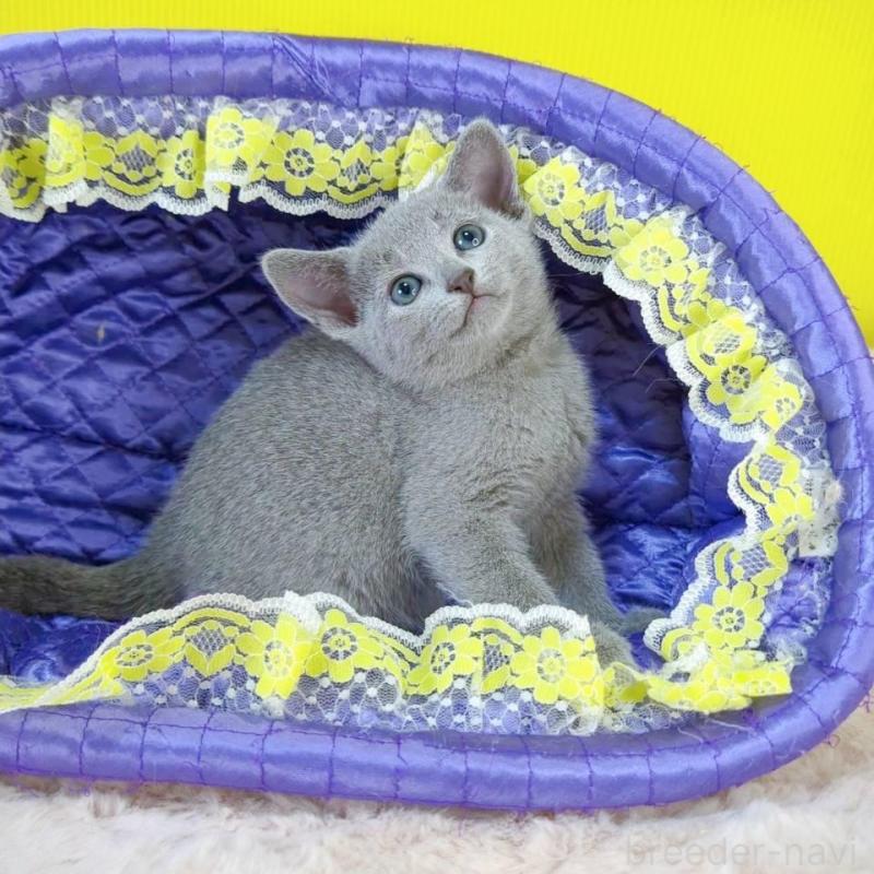 販売中の埼玉県のロシアンブルー-130247の5枚目