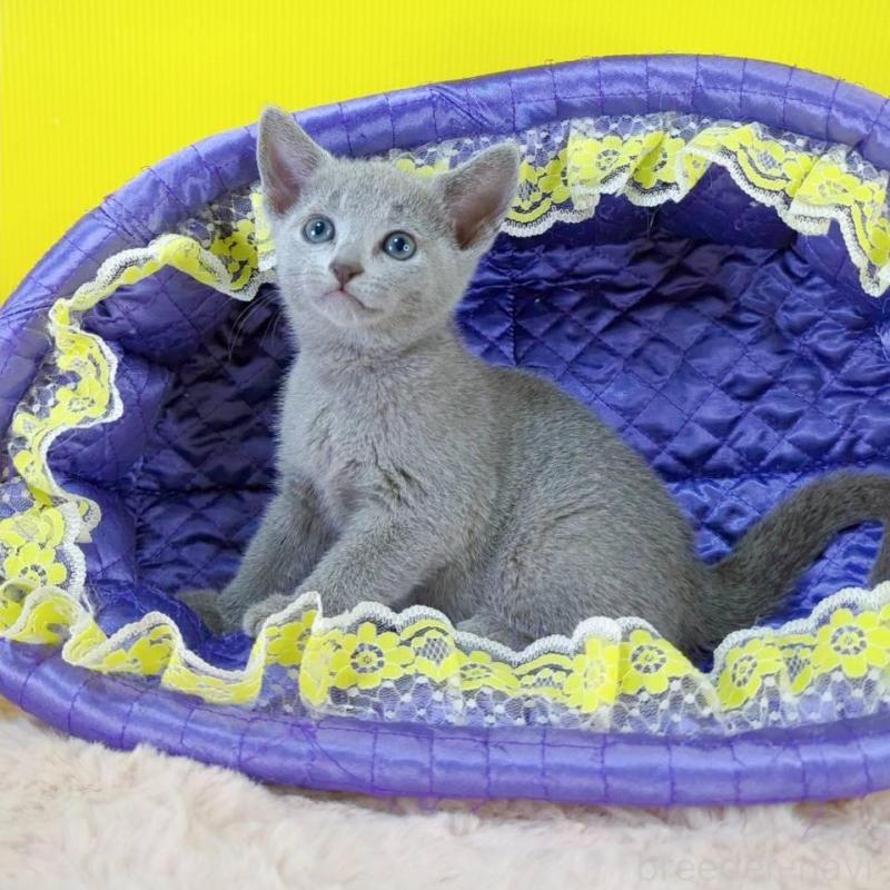 販売中の埼玉県のロシアンブルー-130247の4枚目