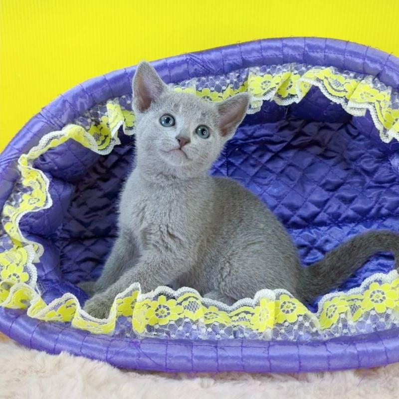 販売中の埼玉県のロシアンブルー-130247の1枚目