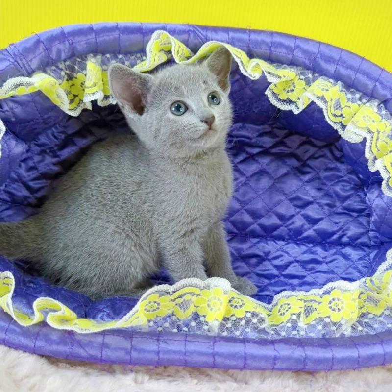 販売中の埼玉県のロシアンブルー-130247の3枚目