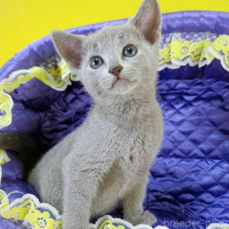 販売中の埼玉県のロシアンブルー-130247の2枚目