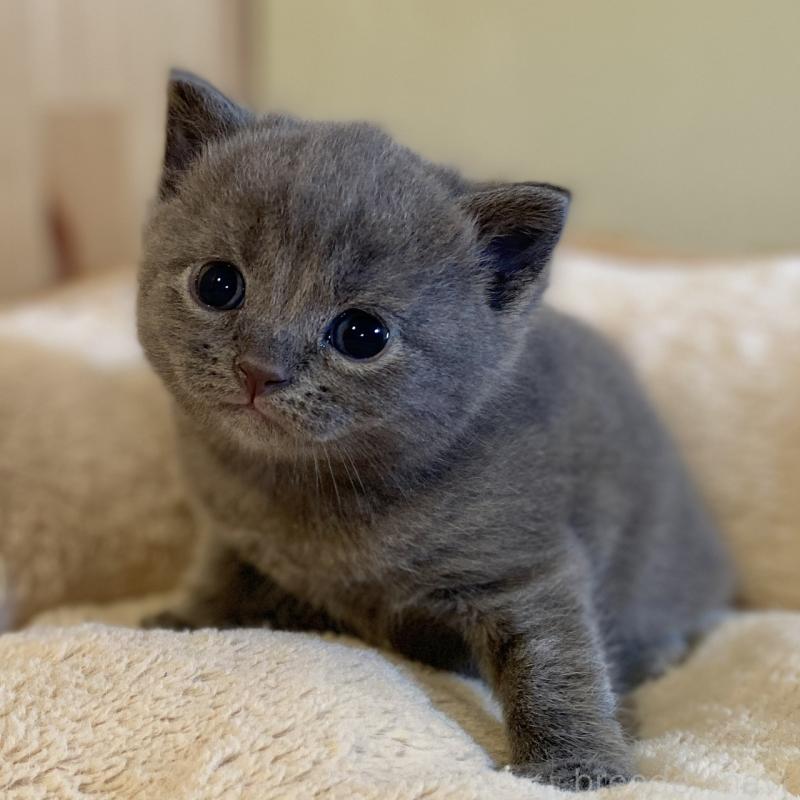 販売中の長野県のマンチカン-130248の1枚目