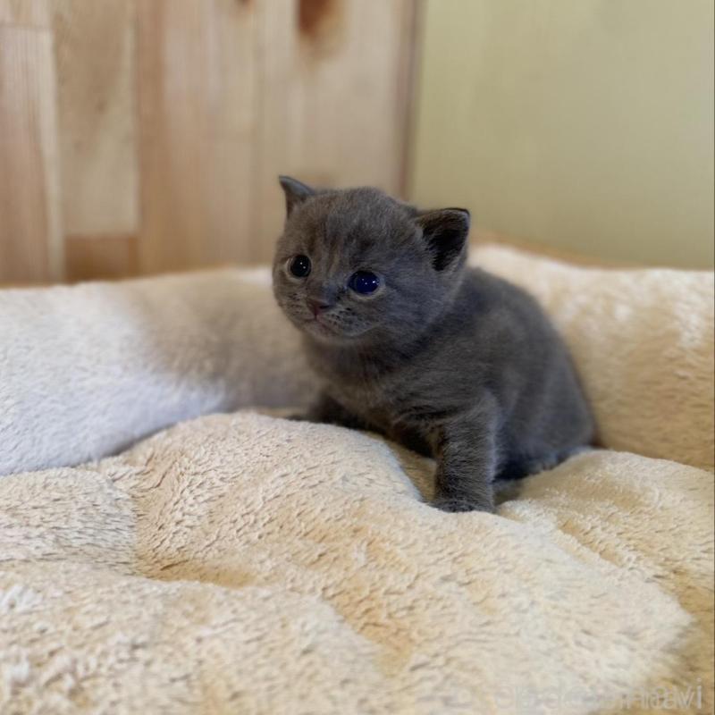 販売中の長野県のマンチカン-130248の7枚目