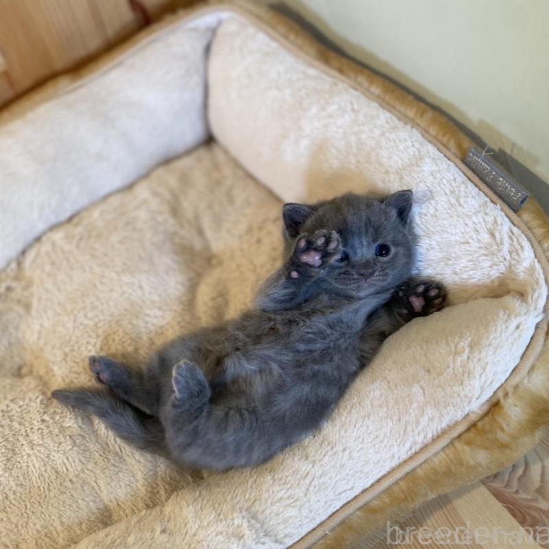 販売中の長野県のマンチカン-130248の6枚目