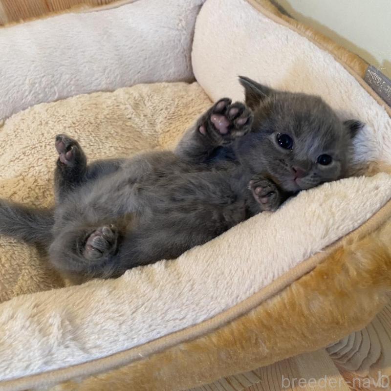 販売中の長野県のマンチカン-130248の5枚目