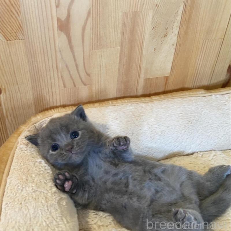 販売中の長野県のマンチカン-130248の4枚目