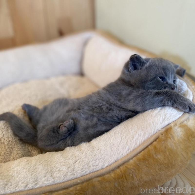 販売中の長野県のマンチカン-130248の3枚目